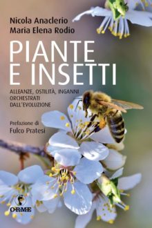 pianteeinsetti